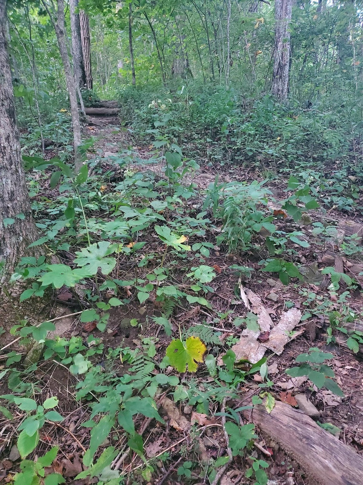 Appalachian Trail